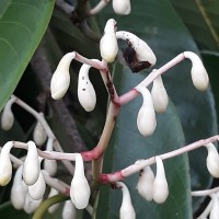 Doona macrophylla Thwaites